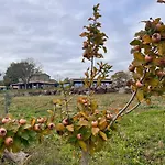 Podere L'alfina - Bio Frühstückspension Castel Giorgio