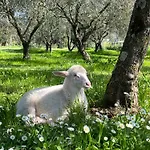 Podere L'alfina - Bio Panzió