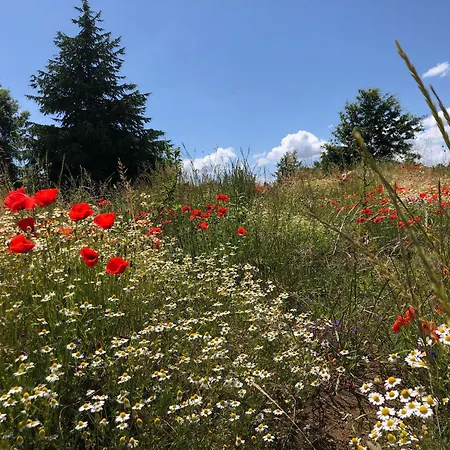 Bed & Breakfast Podere L'alfina Bio