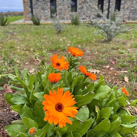 Podere L'alfina Bio Bed & Breakfast