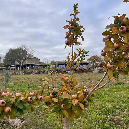 Podere L'alfina - Bio Nocleg ze śniadaniem Castel Giorgio