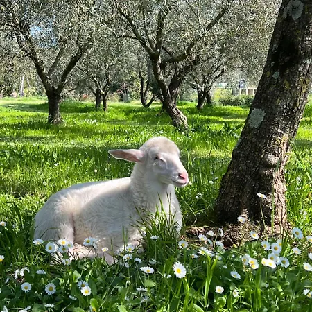 Podere L'alfina - Bio Nocleg ze śniadaniem